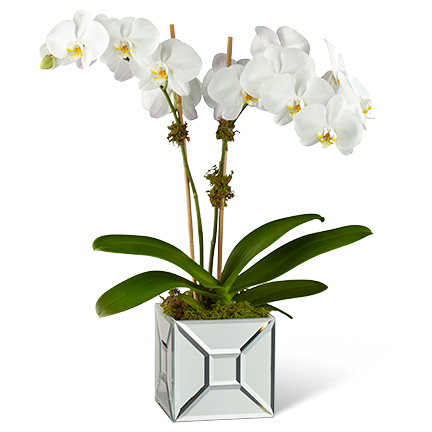 The FTD Elegant Impressions Luxury Orchid